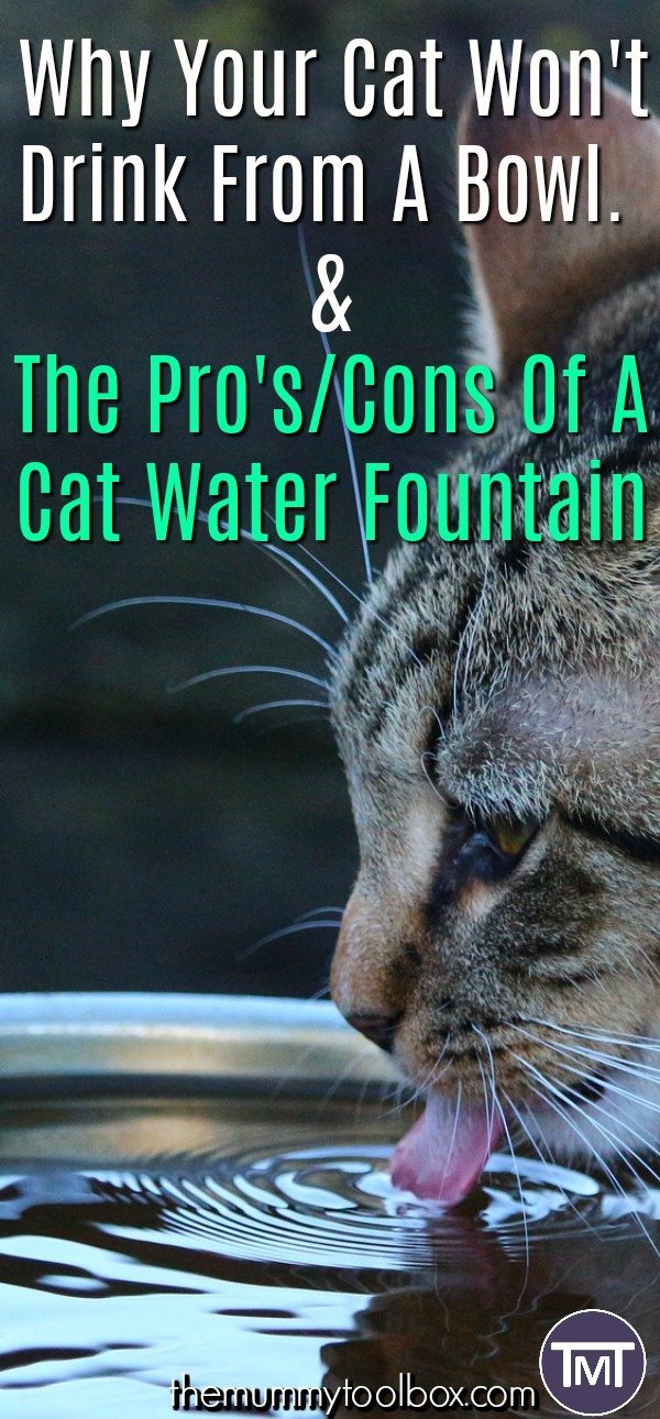 The reasons why your cat won't drink from a bowl as well as the pros and cons of a cat water fountain